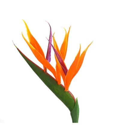 Paradiesvogelblume -Haus Pflanzen Welt 8276446 WE DE 001 StrelitziaReginaeParadiesvogelblumeDehnerExpressHerzig