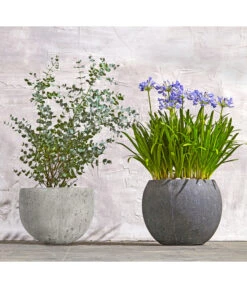 Dehner Leichtbeton-Topf Balloon Stone, Grau 16 Dehner Leichtbeton-Topf Balloon Stone, Grau -Haus Pflanzen Welt 8278251 WE MO 002 8586141 8587438 AgapanthusTwisterEucalyptusGunniBuschT24LapisLazuliUveSauerBL0218 1