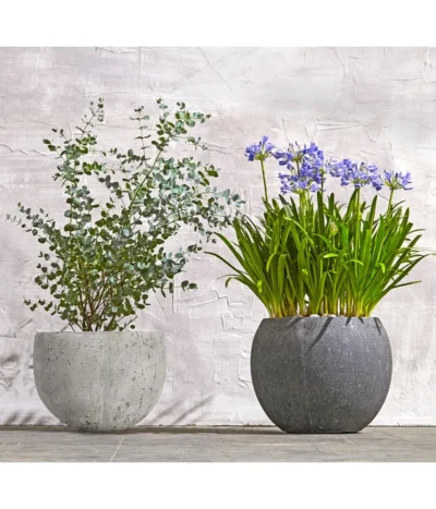 Dehner Leichtbeton-Topf Balloon Stone, Grau -Haus Pflanzen Welt 8278251 WE MO 002 8586141 8587438 AgapanthusTwisterEucalyptusGunniBuschT24LapisLazuliUveSauerBL0218 1