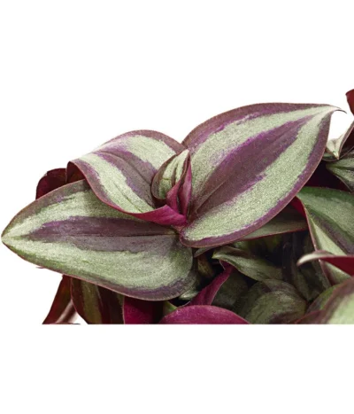 Dreimasterblume - Tradescantia Zebrina 'Pink Joy' 5 Dreimasterblume - Tradescantia Zebrina 'Pink Joy' -Haus Pflanzen Welt 8280323 PR DE 001 TradescantiaVioletHillPinkJoyT12DehnerExpressHerzig