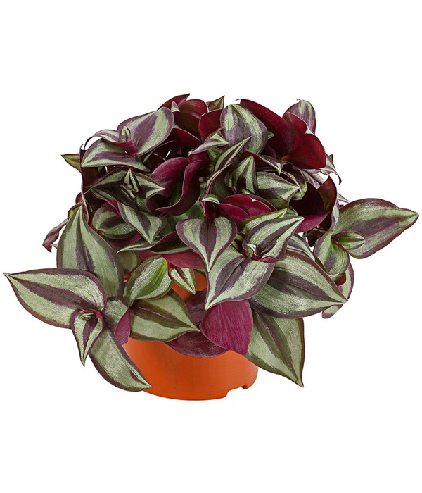 Dreimasterblume - Tradescantia Zebrina 'Pink Joy' 3 Dreimasterblume - Tradescantia Zebrina 'Pink Joy'