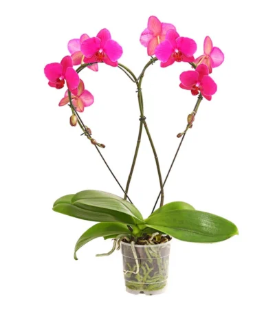 Schmetterlingsorchidee - Phalaenopsis Cultivars 'Heart', Verschiedene Sorten 11 Schmetterlingsorchidee - Phalaenopsis Cultivars 'Heart', Verschiedene Sorten -Haus Pflanzen Welt 8280505 WE FS 001 SchmetterlingsorchideePhalaenopsisHeart2TrieberSonderfarbenDehnerExpressHerzig