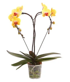 Schmetterlingsorchidee - Phalaenopsis Cultivars 'Heart', Verschiedene Sorten -Haus Pflanzen Welt 8280505 WE FS 002 SchmetterlingsorchideePhalaenopsisHeart2TrieberSonderfarbenDehnerExpressHerzig
