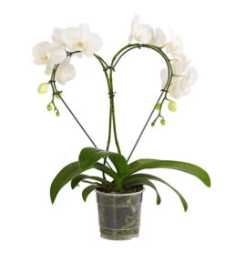 Schmetterlingsorchidee - Phalaenopsis Cultivars 'Heart', Verschiedene Sorten -Haus Pflanzen Welt 8280505 WE FS 005 SchmetterlingsorchideePhalaenopsisHeart2TrieberSonderfarbenDehnerExpressHerzig