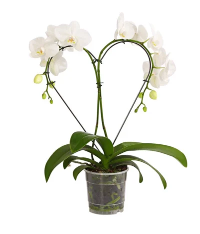 Schmetterlingsorchidee - Phalaenopsis Cultivars 'Heart', Verschiedene Sorten 13 Schmetterlingsorchidee - Phalaenopsis Cultivars 'Heart', Verschiedene Sorten -Haus Pflanzen Welt 8280505 WE FS 005 SchmetterlingsorchideePhalaenopsisHeart2TrieberSonderfarbenDehnerExpressHerzig