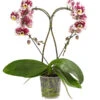 Schmetterlingsorchidee - Phalaenopsis Cultivars 'Heart', Verschiedene Sorten 2 Schmetterlingsorchidee - Phalaenopsis Cultivars 'Heart', Verschiedene Sorten -Haus Pflanzen Welt 8280505 WE FS 006 SchmetterlingsorchideePhalaenopsisHeart2TrieberSonderfarbenDehnerExpressHerzig