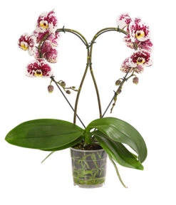 Schmetterlingsorchidee - Phalaenopsis Cultivars 'Heart', Verschiedene Sorten