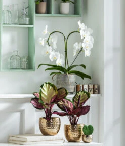 Schmetterlingsorchidee - Phalaenopsis Cultivars 'Heart', Verschiedene Sorten -Haus Pflanzen Welt 8280505 WE MO 001 PhalaenopsisHerzT12 1