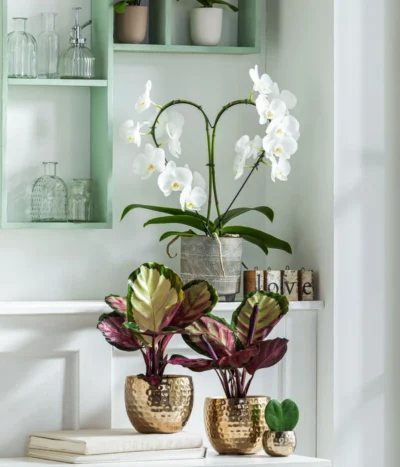 Korbmarante - Calathea Roseopicta 'Silvia' 6 Korbmarante - Calathea Roseopicta 'Silvia' -Haus Pflanzen Welt 8280505 WE MO 001 PhalaenopsisHerzT12