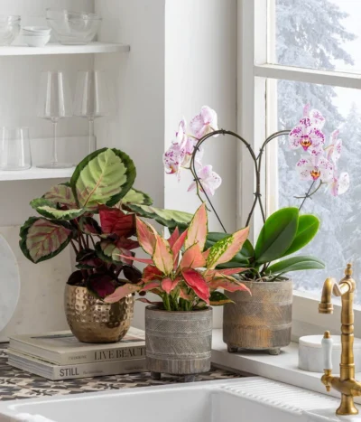 Schmetterlingsorchidee - Phalaenopsis Cultivars 'Heart', Verschiedene Sorten 15 Schmetterlingsorchidee - Phalaenopsis Cultivars 'Heart', Verschiedene Sorten -Haus Pflanzen Welt 8280505 WE MO 001 PhalaenosisHeartT12Valentin