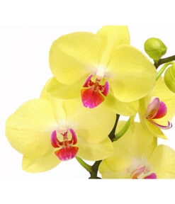 Schmetterlingsorchidee - Phalaenopsis Cultivars 'Crossing' -Haus Pflanzen Welt 8280513 PR DE 002 SchmetterlingsorchideePhalaenopsisCrossing2TrieberT12Herzig