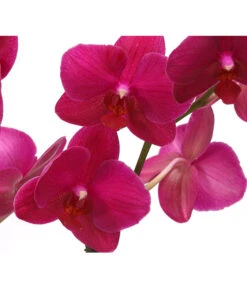 Schmetterlingsorchidee - Phalaenopsis Cultivars 'Crossing' -Haus Pflanzen Welt 8280513 PR DE 004 SchmetterlingsorchideePhalaenopsisCrossing2TrieberT12Herzig