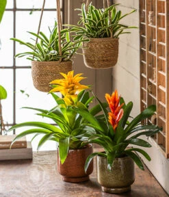 Neoregelie - Neoregelia Hybride 'Fireball' 6 Neoregelie - Neoregelia Hybride 'Fireball' -Haus Pflanzen Welt 8280885 8755290 WE MO 001 Vrisea orangeT12