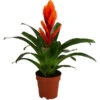 Vriesea - Bromelia Cultivars 'Intenso Orange' -Haus Pflanzen Welt 8280885 WE FS 001 VrieseaIntensoOrange