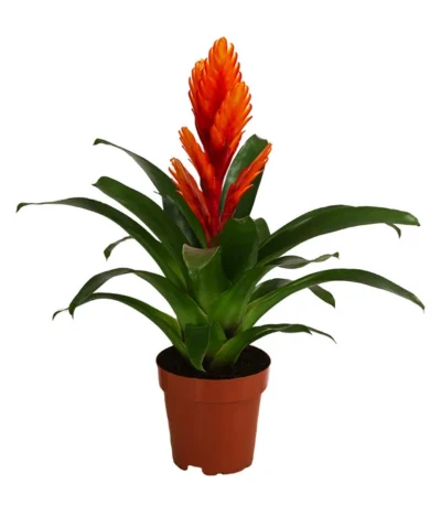 Vriesea - Bromelia Cultivars 'Intenso Orange'