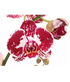 Schmetterlingsorchidee - Phalaenopsis Cultivars, Verschiedene Sorten 30 Schmetterlingsorchidee - Phalaenopsis Cultivars, Verschiedene Sorten -Haus Pflanzen Welt 8280919 PR DE 002 Phalaenopsis4TrieberMixT12DehnerExpressHerzig