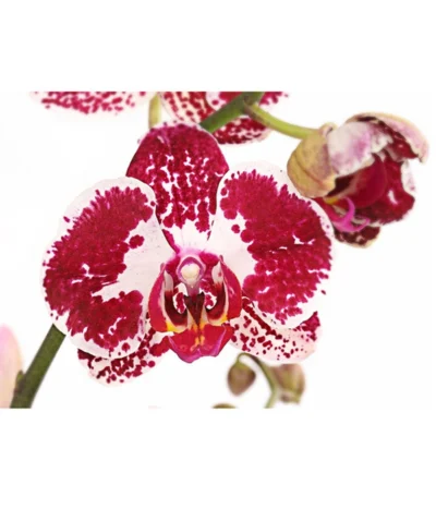 Schmetterlingsorchidee - Phalaenopsis Cultivars, Verschiedene Sorten -Haus Pflanzen Welt 8280919 PR DE 002 Phalaenopsis4TrieberMixT12DehnerExpressHerzig