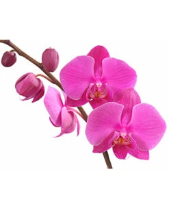 Schmetterlingsorchidee - Phalaenopsis Cultivars, Verschiedene Sorten 29 Schmetterlingsorchidee - Phalaenopsis Cultivars, Verschiedene Sorten -Haus Pflanzen Welt 8280919 PR DE 003 Phalaenopsis4TrieberMixT12DehnerExpressHerzig