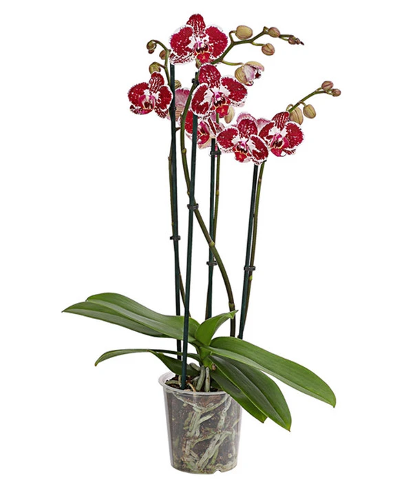 Schmetterlingsorchidee - Phalaenopsis Cultivars, Verschiedene Sorten 7 Schmetterlingsorchidee - Phalaenopsis Cultivars, Verschiedene Sorten – Bild 5
