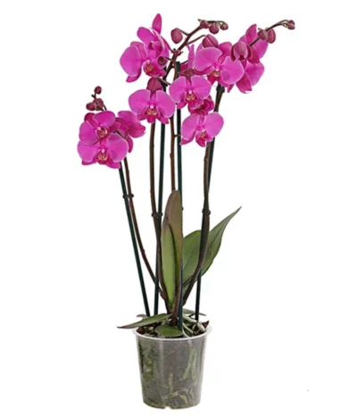 Schmetterlingsorchidee - Phalaenopsis Cultivars, Verschiedene Sorten -Haus Pflanzen Welt 8280919 PR FS 003 Phalaenopsis4TrieberMixT12DehnerExpressHerzig
