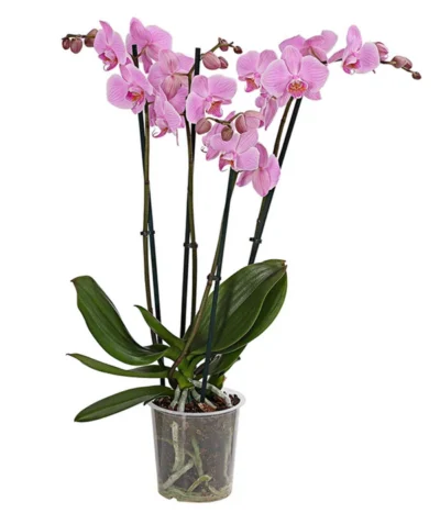 Schmetterlingsorchidee - Phalaenopsis Cultivars, Verschiedene Sorten -Haus Pflanzen Welt 8280919 PR FS 004 Phalaenopsis4TrieberMixT12DehnerExpressHerzig
