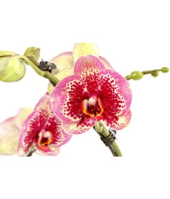 Schmetterlingsorchidee - Phalaenopsis Cultivars 'Twister' -Haus Pflanzen Welt 8280927 PR DE 002 PhalaneopsisTwisterSchmetterlingsorchideeT12DehnerExpressHerzig