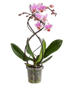 Schmetterlingsorchidee - Phalaenopsis Cultivars 'Twister' -Haus Pflanzen Welt 8280927 PR FS 003 PhalaneopsisTwisterSchmetterlingsorchideeT12DehnerExpressHerzig