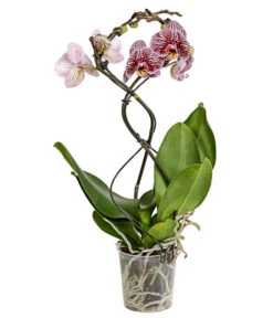 Schmetterlingsorchidee - Phalaenopsis Cultivars 'Twister' -Haus Pflanzen Welt 8280927 PR FS 004 PhalaneopsisTwisterSchmetterlingsorchideeT12DehnerExpressHerzig