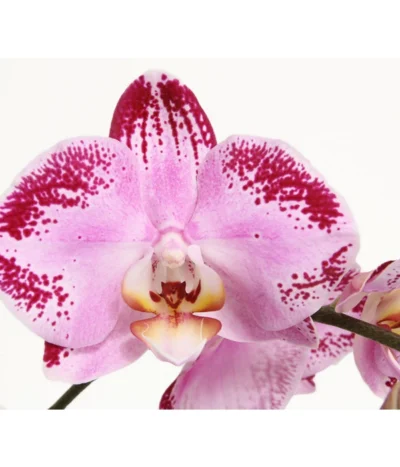 Schmetterlingsorchidee - Phalaenopsis Cultivars 'Cascade', Verschiedene Sorten 19 Schmetterlingsorchidee - Phalaenopsis Cultivars 'Cascade', Verschiedene Sorten -Haus Pflanzen Welt 8280943 PR DE 001 JuwelPhalaenopsisPinkDancer