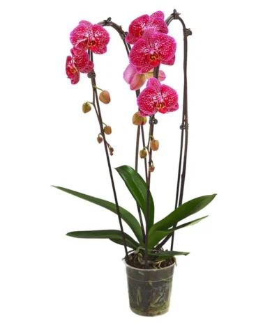 Schmetterlingsorchidee - Phalaenopsis Cultivars 'Cascade', Verschiedene Sorten 13 Schmetterlingsorchidee - Phalaenopsis Cultivars 'Cascade', Verschiedene Sorten -Haus Pflanzen Welt 8280943 PR FS 001 PhalaenopsisCascadeMix 011