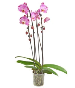 Schmetterlingsorchidee - Phalaenopsis Cultivars 'Cascade', Verschiedene Sorten -Haus Pflanzen Welt 8280943 PR FS 001 PhalaenopsisCascadeMix 02