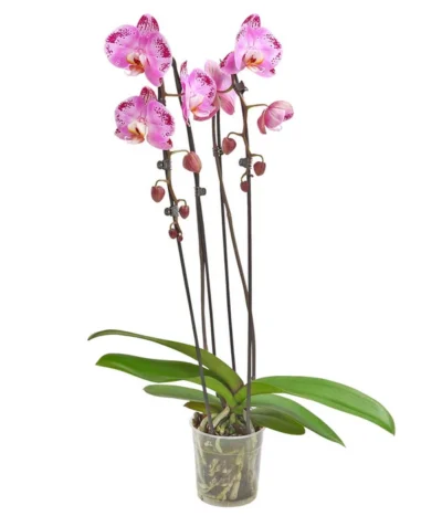 Schmetterlingsorchidee - Phalaenopsis Cultivars 'Cascade', Verschiedene Sorten 14 Schmetterlingsorchidee - Phalaenopsis Cultivars 'Cascade', Verschiedene Sorten -Haus Pflanzen Welt 8280943 PR FS 001 PhalaenopsisCascadeMix 02