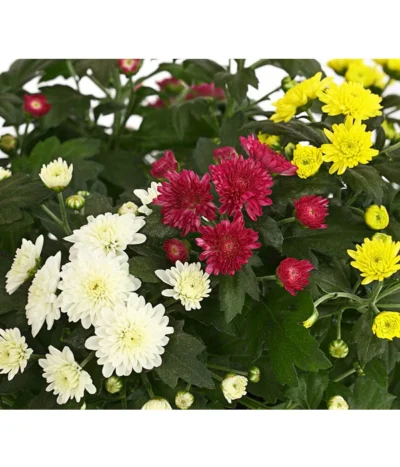 Herbst Chrysanthemen-Trio -Haus Pflanzen Welt 8281941 WE DE 001 ChrysanthemeChrysanthemumMultifloraTrioT12DehnerExpressHerzig