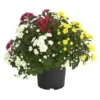 Herbst Chrysanthemen-Trio -Haus Pflanzen Welt 8281941 WE FS 001 ChrysanthemeChrysanthemumMultifloraTrioT12DehnerExpressHerzig