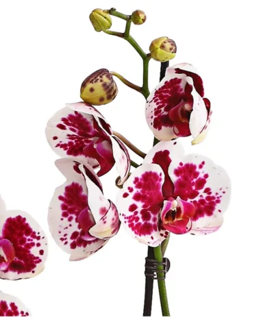 Schmetterlingsorchidee - Phalaenopsis Cultivars, Sonderfarben 37 Schmetterlingsorchidee - Phalaenopsis Cultivars, Sonderfarben -Haus Pflanzen Welt 8283269 WE DE 002 SchmetterlingsorchideePhalaenopsisSparklingMoments2TrieberT12DehnerExpressHerzig