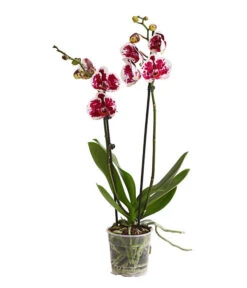 Schmetterlingsorchidee - Phalaenopsis Cultivars, Sonderfarben -Haus Pflanzen Welt 8283269 WE FS 001 SchmetterlingsorchideePhalaenopsisSparklingMoments2TrieberT12DehnerExpressHerzig