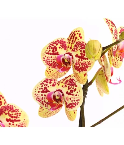 Schmetterlingsorchidee - Phalaenopsis Cultivars, Sonderfarben 33 Schmetterlingsorchidee - Phalaenopsis Cultivars, Sonderfarben -Haus Pflanzen Welt 8283392 WE DE 001 SchmetterlingsorchideePhalaenosisTotalCool2TrieberT12OWDehnerExpressHerzig