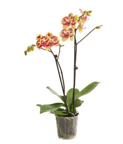 Schmetterlingsorchidee - Phalaenopsis Cultivars, Sonderfarben -Haus Pflanzen Welt 8283392 WE FS 001 SchmetterlingsorchideePhalaenosisTotalCool2TrieberT12OWDehnerExpressHerzig