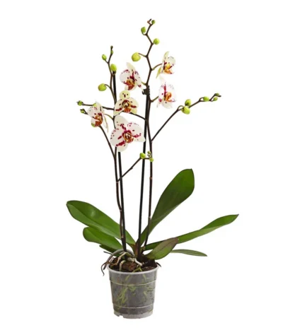 Schmetterlingsorchidee - Phalaenopsis Cultivars, Sonderfarben 32 Schmetterlingsorchidee - Phalaenopsis Cultivars, Sonderfarben -Haus Pflanzen Welt 8283400 WE FS 001 SchmetterlingsorchideePhalaenopsisGoodTimes2TrieberPremiumDehnerExpressHerzig