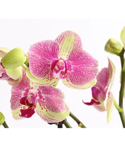 Schmetterlingsorchidee - Phalaenopsis Cultivars, Sonderfarben 41 Schmetterlingsorchidee - Phalaenopsis Cultivars, Sonderfarben -Haus Pflanzen Welt 8283475 WE DE 001 SchmetterlingsorchideePhalaenopsisMarshmellow2TrT12DehnerExpressHerzig