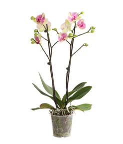 Schmetterlingsorchidee - Phalaenopsis Cultivars, Sonderfarben -Haus Pflanzen Welt 8283475 WE FS 001 SchmetterlingsorchideePhalaenopsisMarshmellow2TrT12DehnerExpressHerzig
