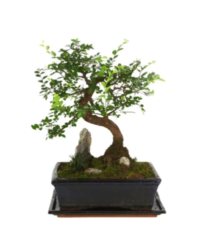Bonsai Mit Fels In Keramik