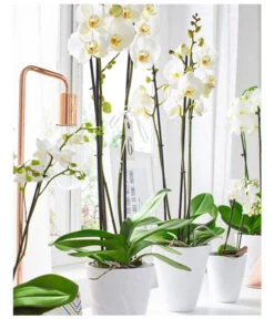 Schmetterlingsorchidee - Phalaenopsis Cultivars -Haus Pflanzen Welt 8284135 8251498 PR MO 001 SchmetterlingsorchideePhalaenopsis3TrieberWeissUveSauer