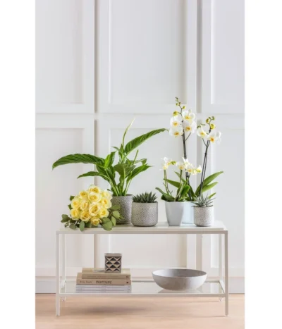 Schmetterlingsorchidee - Phalaenopsis 'Little Kolibri' -Haus Pflanzen Welt 8284135 PR MO 001 Orchideen GC07 2019 8684995 8699829 8231771 8276081