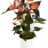 Große Flamingoblume - Anthurium Andreanum 'Rainbow' -Haus Pflanzen Welt 8284804 PR FS 001 AnthuriumRainbowT14DehnerHerzig