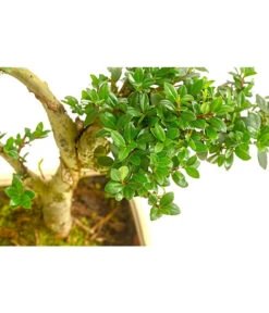 Outdoor-Bonsai Japanische Stechpalme - Ilex Crenata -Haus Pflanzen Welt 8286056 PR DE 001 StechpalmeIlexCrenataOhneSchaleT15DehnerExpressHerzig