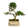 Outdoor-Bonsai Japanische Stechpalme - Ilex Crenata -Haus Pflanzen Welt 8286056 PR FS 001 StechpalmeIlexCrenataOhneSchaleT15DehnerExpressHerzig