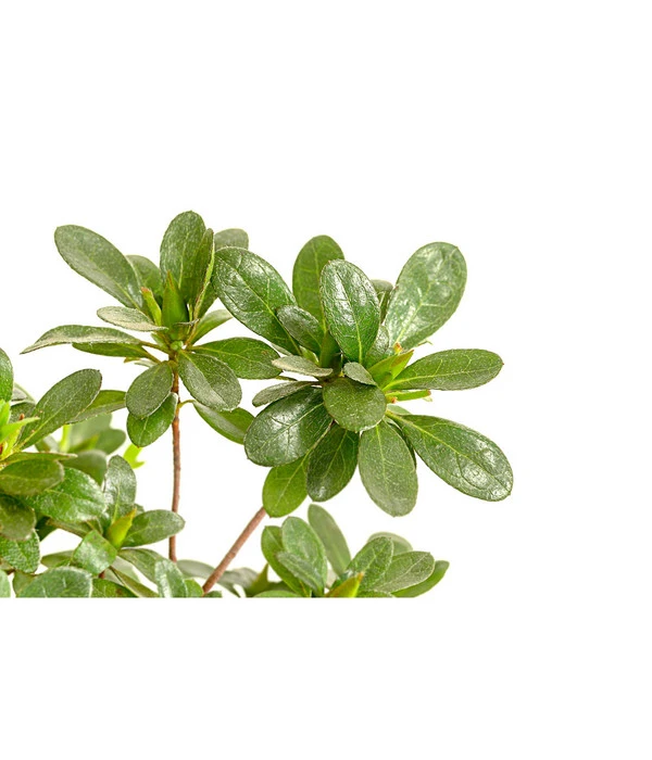 Outdoor-Bonsai Japanische Azalee - Azalee Japonica 4 Outdoor-Bonsai Japanische Azalee - Azalee Japonica – Bild 2