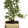 Outdoor-Bonsai Japanische Azalee - Azalee Japonica -Haus Pflanzen Welt 8286106 PR FS 001 AzaleeAzaleaJaponicaOhneSchaleT15DehnerExpressHerzig
