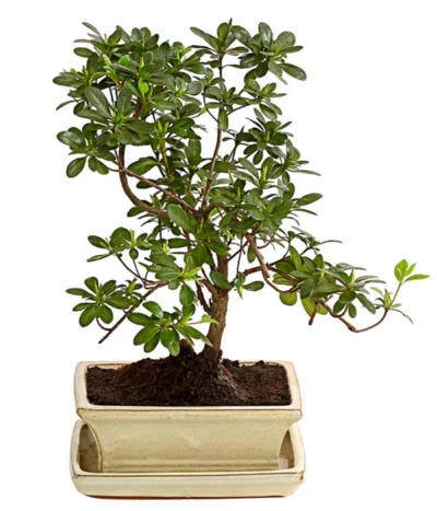 Outdoor-Bonsai Japanische Azalee - Azalee Japonica